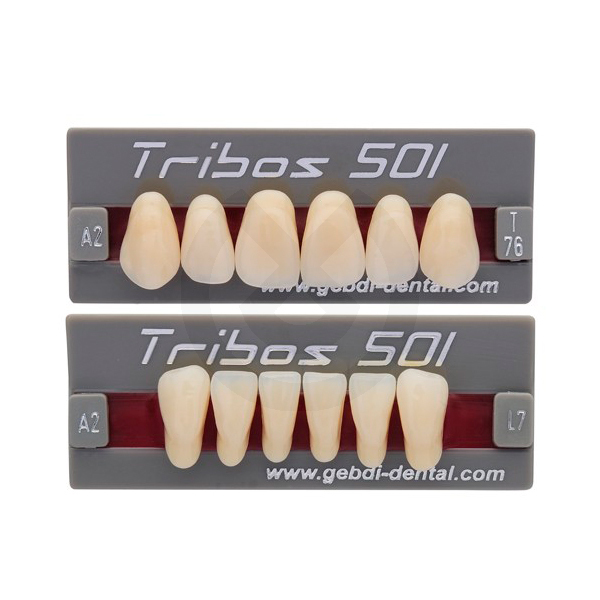 DIENTES TRIBOS 501 ANTERIOR