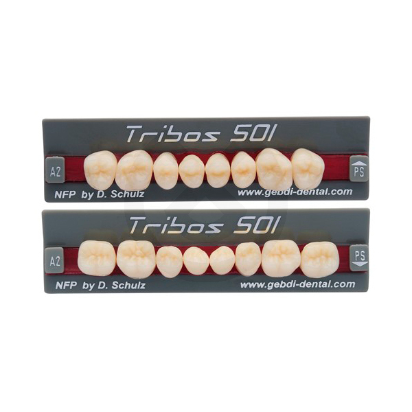DIENTES TRIBOS 501 POSTERIOR