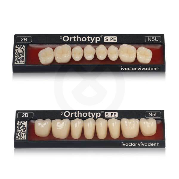 SR ORTHOTYP S PE Posteriores